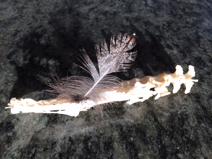 Feathery spine